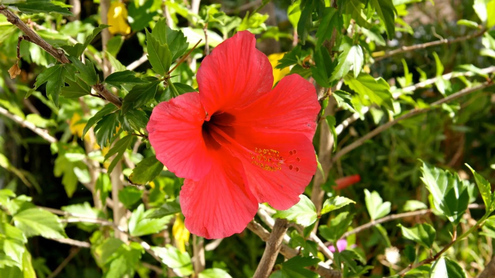 Bed & Breakfast B&B Casa Domingo Alora Spain